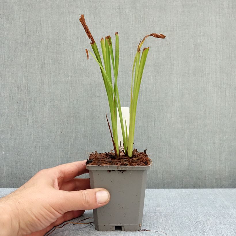 Esemplare di Crocosmia crocosmiiflora Emberglow Vasetto da 8/9 cm taglia 8+ come consegnato in autunno