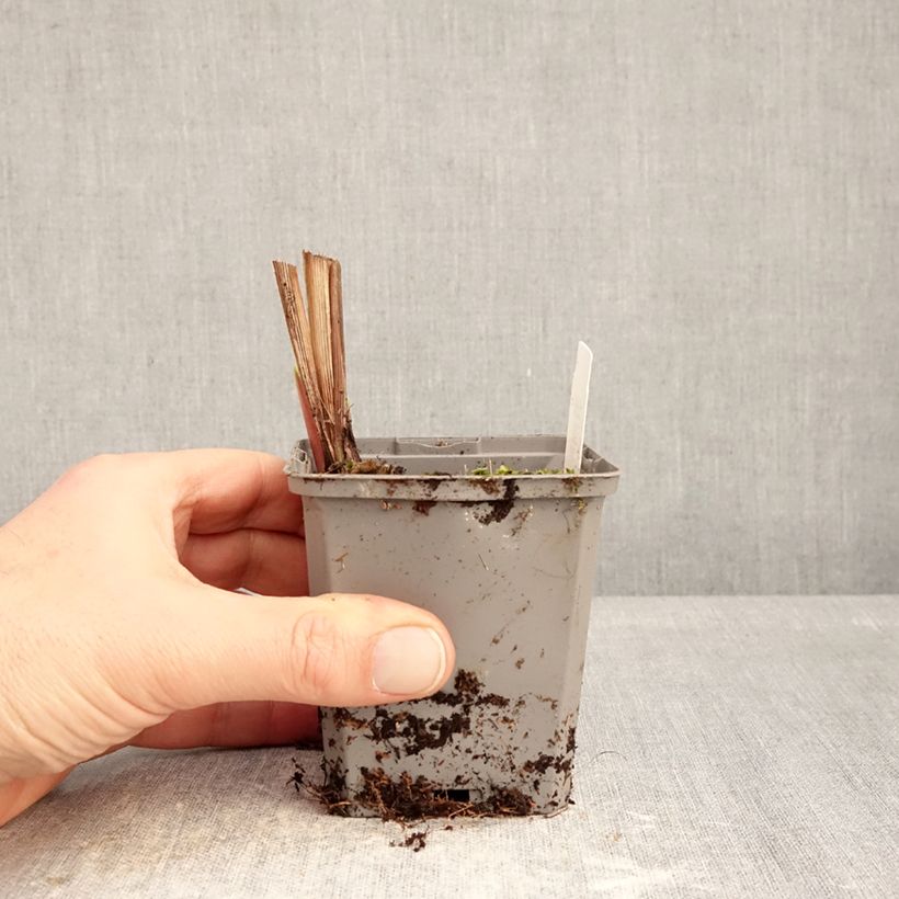 Crocosmia crocosmiiflora Emberglow Vasetto da 8/9 cm taglia 8+ esemplare consegnato in inverno