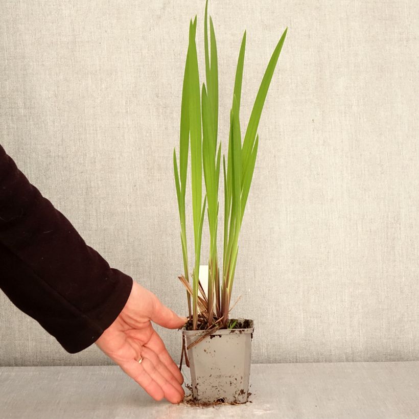 Crocosmia crocosmiiflora Emberglow Vasetto da 8/9 cm taglia 8+ esemplare consegnato in primavera