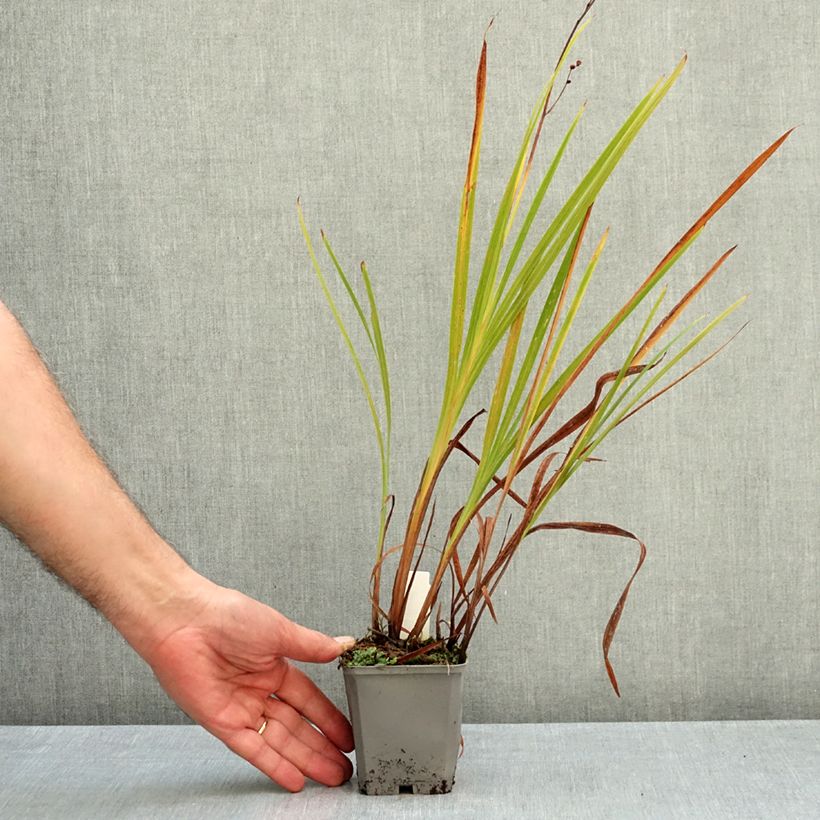 Esemplare di Crocosmia crocosmiiflora Norwich Canary Vasetto da 8/9 cm taglia 7+ come consegnato in autunno