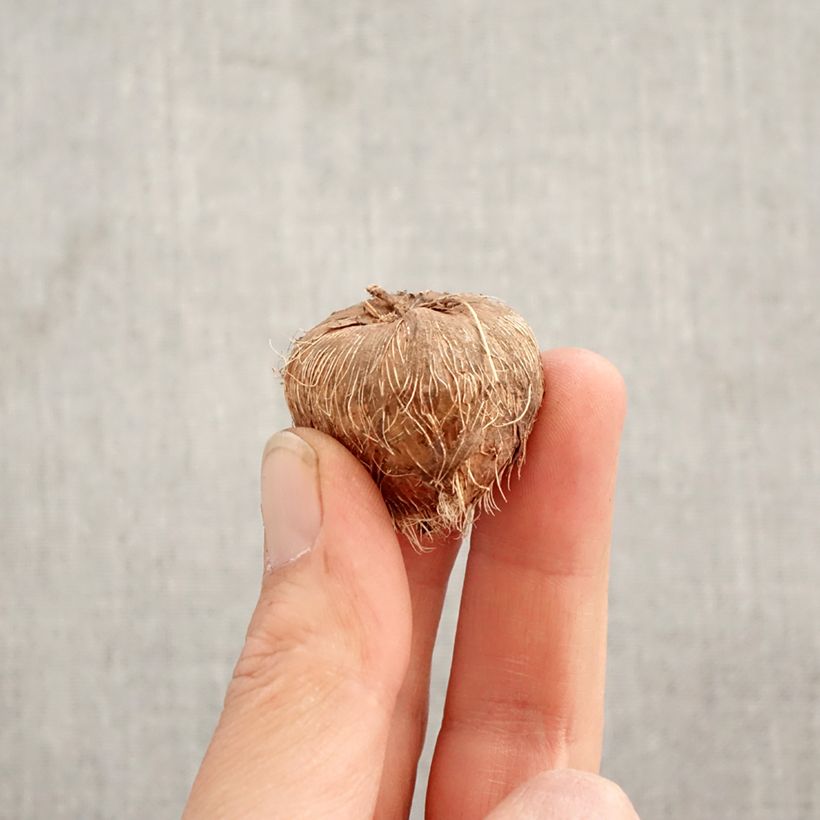 Crocosmia Disco Dancer - Montbretia Bulbo taglia 8+ esemplare consegnato in primavera