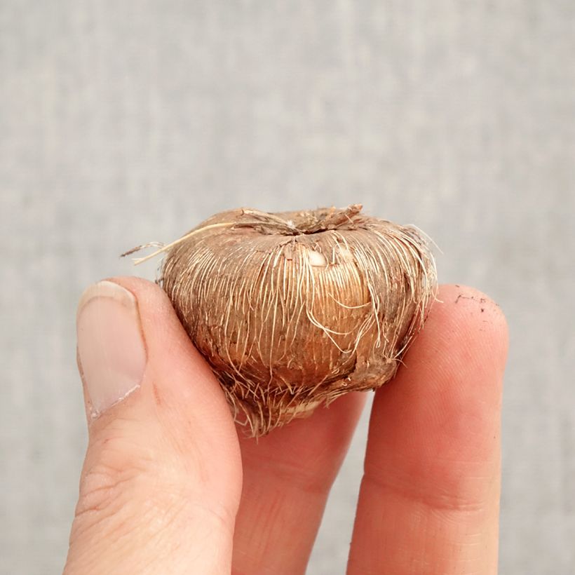 Crocosmia Firestarter - Montbretia Bulbo taglia 8+ esemplare consegnato in primavera