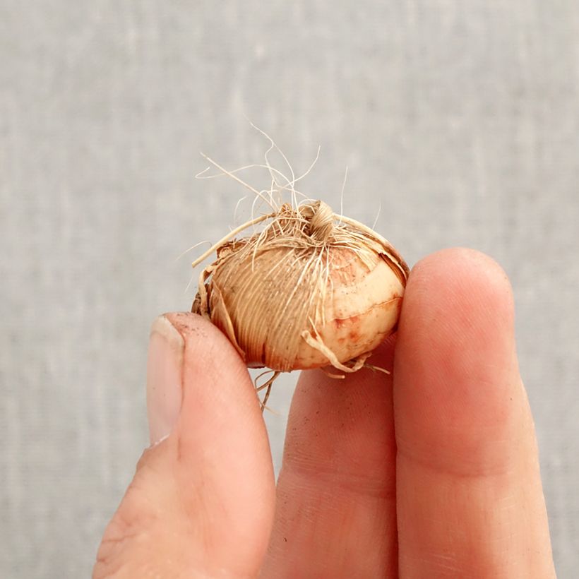 Crocosmia Harlequin - Montbretia Bulbo taglia 7+ esemplare consegnato in primavera