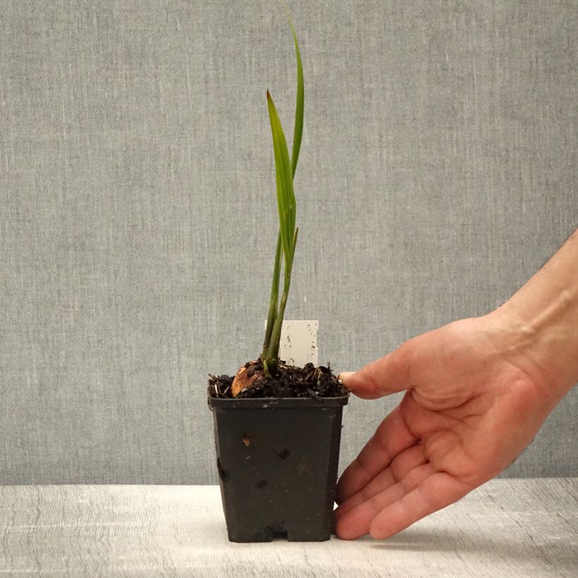 Crocosmia masoniorum Lucifer Vasetto da 8/9 cm esemplare consegnato in primavera