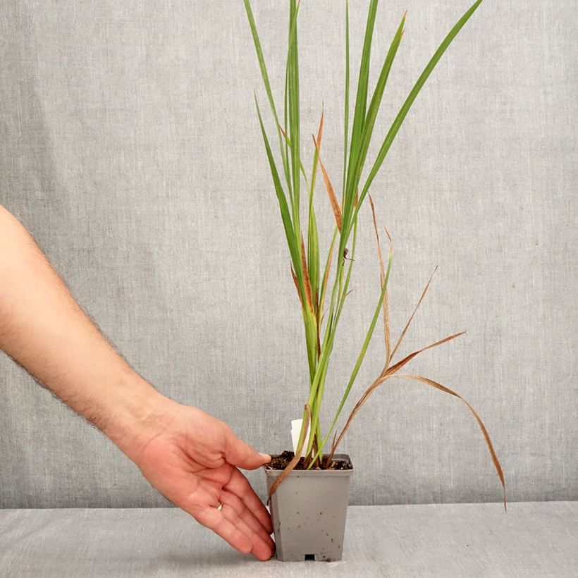 Esemplare di Crocosmia masoniorum Vasetto da 8/9 cm taglia 8/10 come consegnato in autunno