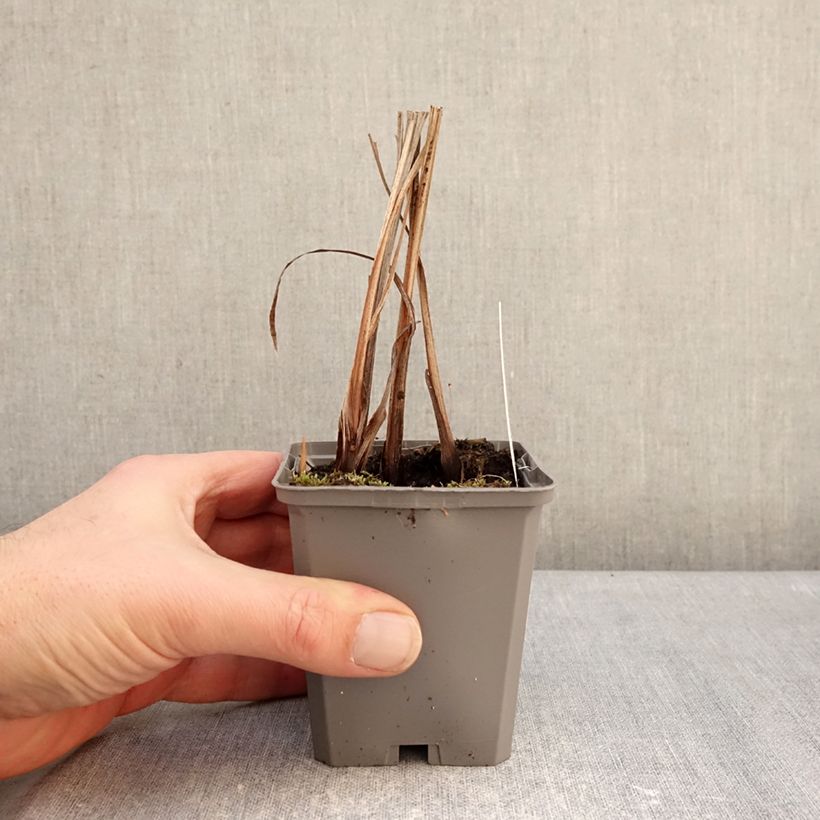 Crocosmia masoniorum Vasetto da 8/9 cm taglia 8/10 esemplare consegnato in inverno