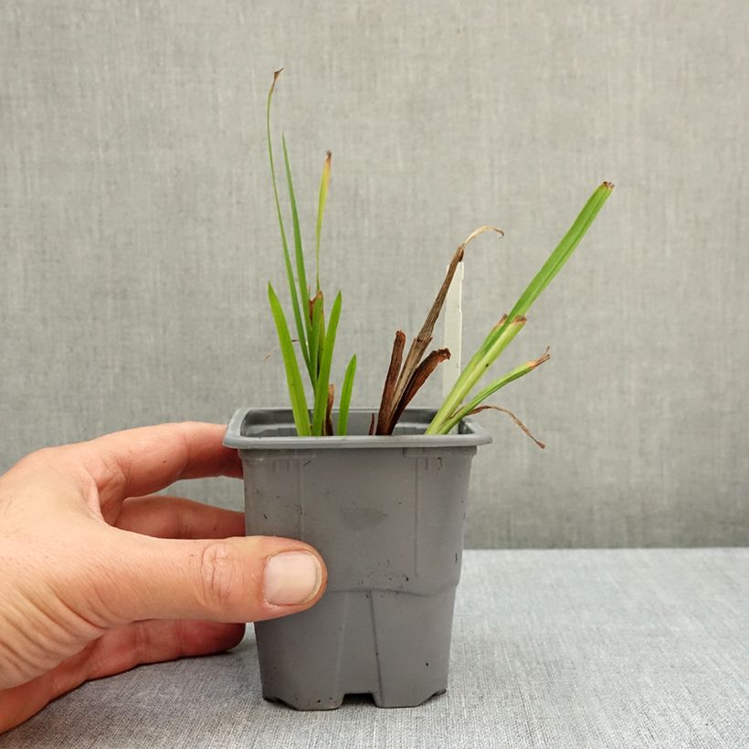 Esemplare di Crocosmia crocosmiiflora Colombus Vasetto da 8/9 cm taglia 7+ come consegnato in autunno