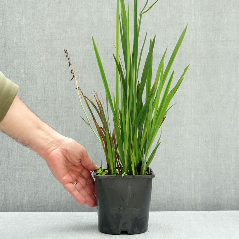 Esemplare di Crocosmia crocosmiiflora Colombus Vaso da 2L/3L taglia 7+ come consegnato in autunno