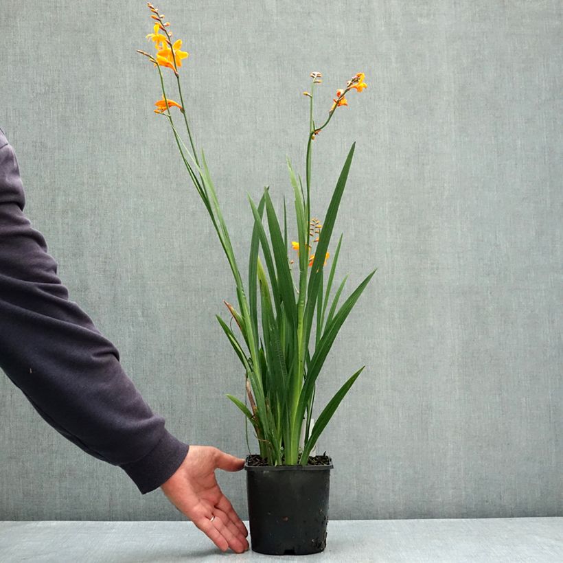 Esemplare di Crocosmia crocosmiiflora Colombus Vaso da 2L/3L taglia 7+ consegnato in estate