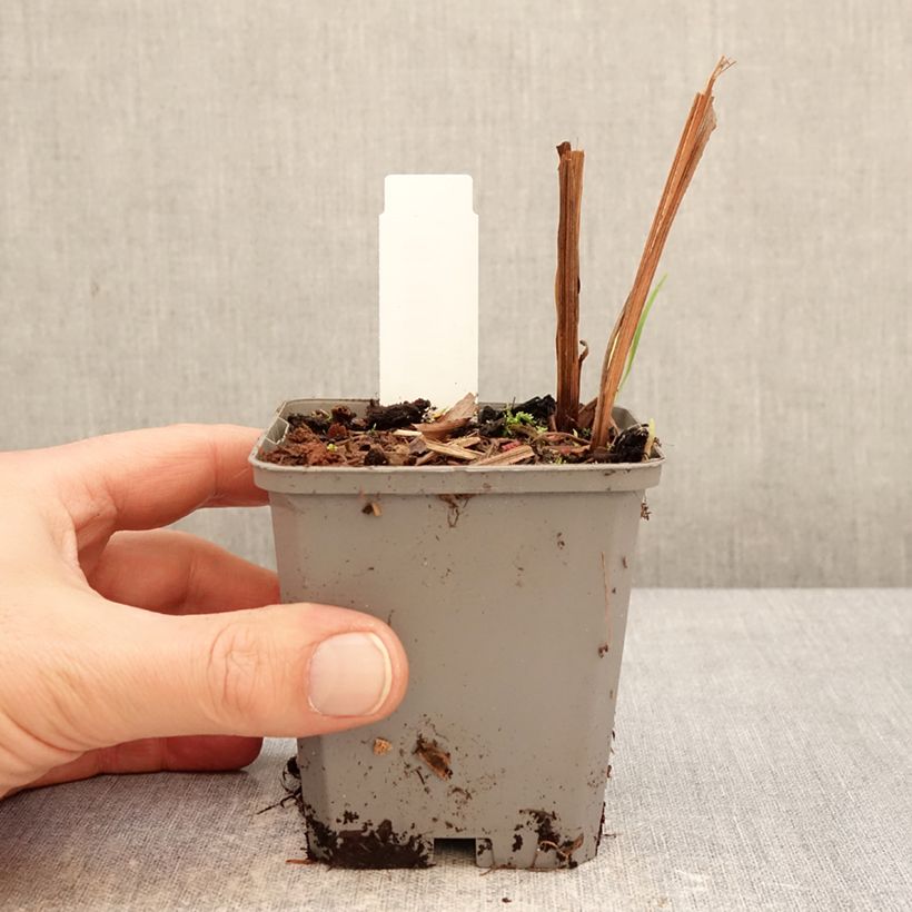 Crocosmia crocosmiflora Fire King Vasetto da 8/9 cm taglia 6+ esemplare consegnato in inverno