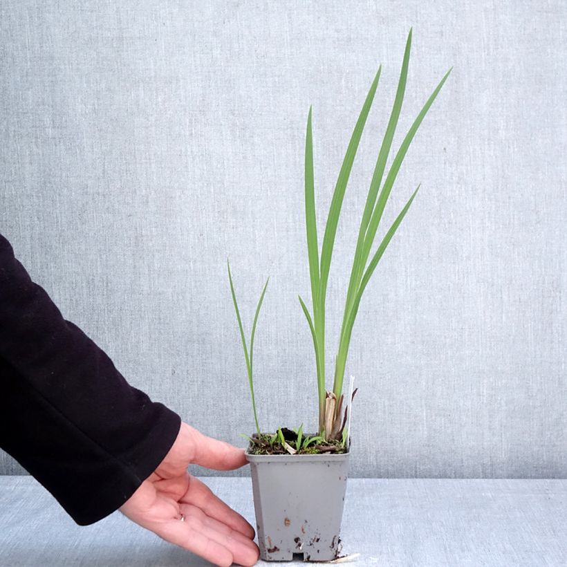 Crocosmia crocosmiflora Fire King Vasetto da 8/9 cm taglia 6+ esemplare consegnato in primavera