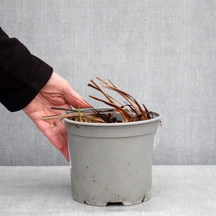 Crocosmia crocosmiflora Fire King Vaso da 3L/4L taglia 6+ esemplare consegnato in inverno