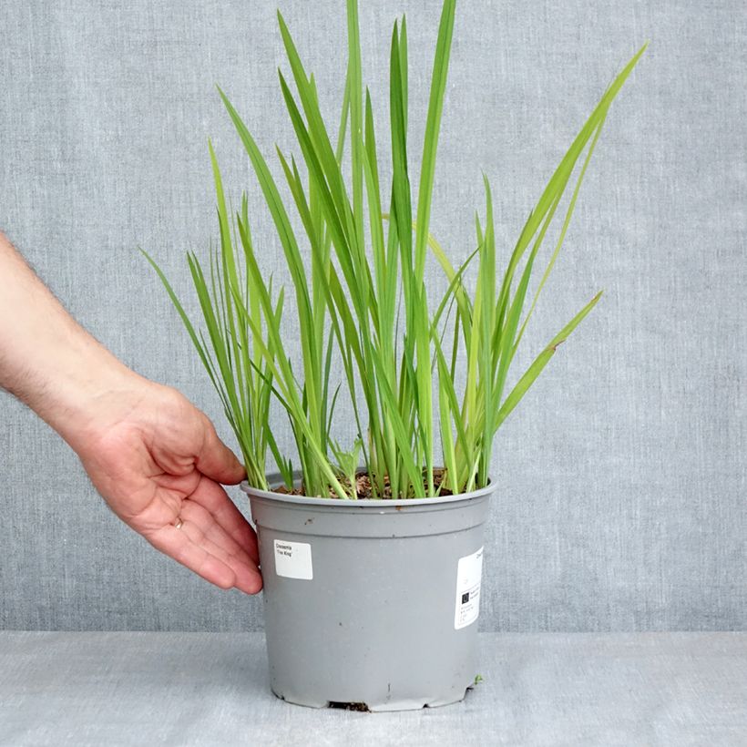 Crocosmia crocosmiflora Fire King Vaso da 3L/4L taglia 6+ esemplare consegnato in primavera