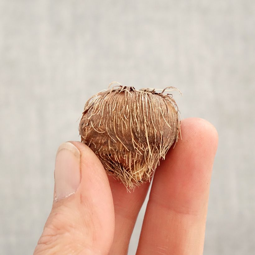 Crocosmia Scorchio - Montbretia Bulbo taglia 8+ esemplare consegnato in primavera