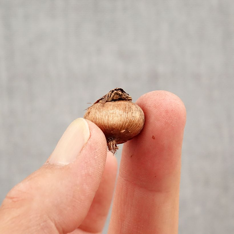 Esemplare di Crocus angustifolius Bulbo taglia 5+ come consegnato in autunno