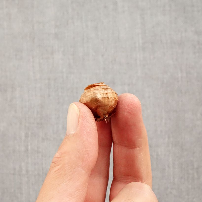 Esemplare di Crocus biflorus Fairy - Croco Bulbo taglia 5+ come consegnato in autunno