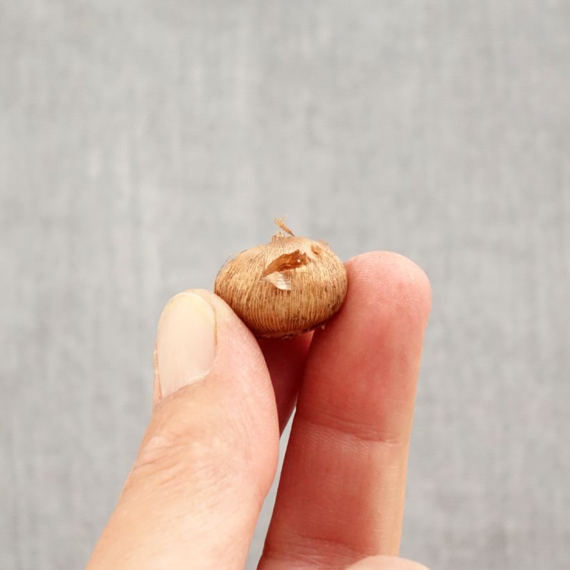 Esemplare di Crocus laevigatus Fontenayi - Croco d'autunno Bulbo taglia 4+ come consegnato in autunno