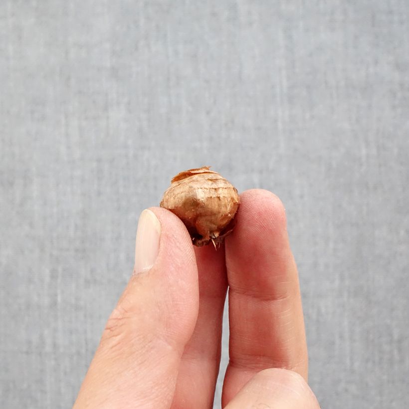 Esemplare di Crocus ochroleucus - Croco d'autunno Bulbo taglia 5+ come consegnato in autunno