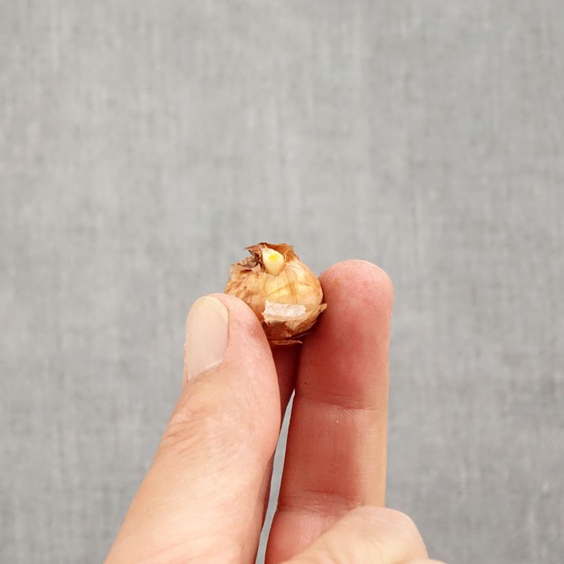 Esemplare di Crocus cartwrightianus Albus Bulbo taglia 5+ come consegnato in autunno