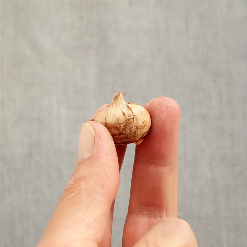 Esemplare di Crocus chrysanthus Blue Marlin Bulbo taglia 6+ come consegnato in autunno