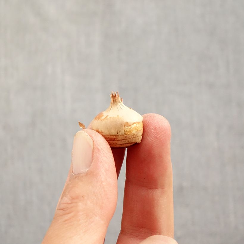 Esemplare di Crocus chrysanthus Blue Pearl Bulbo taglia 6+ come consegnato in autunno