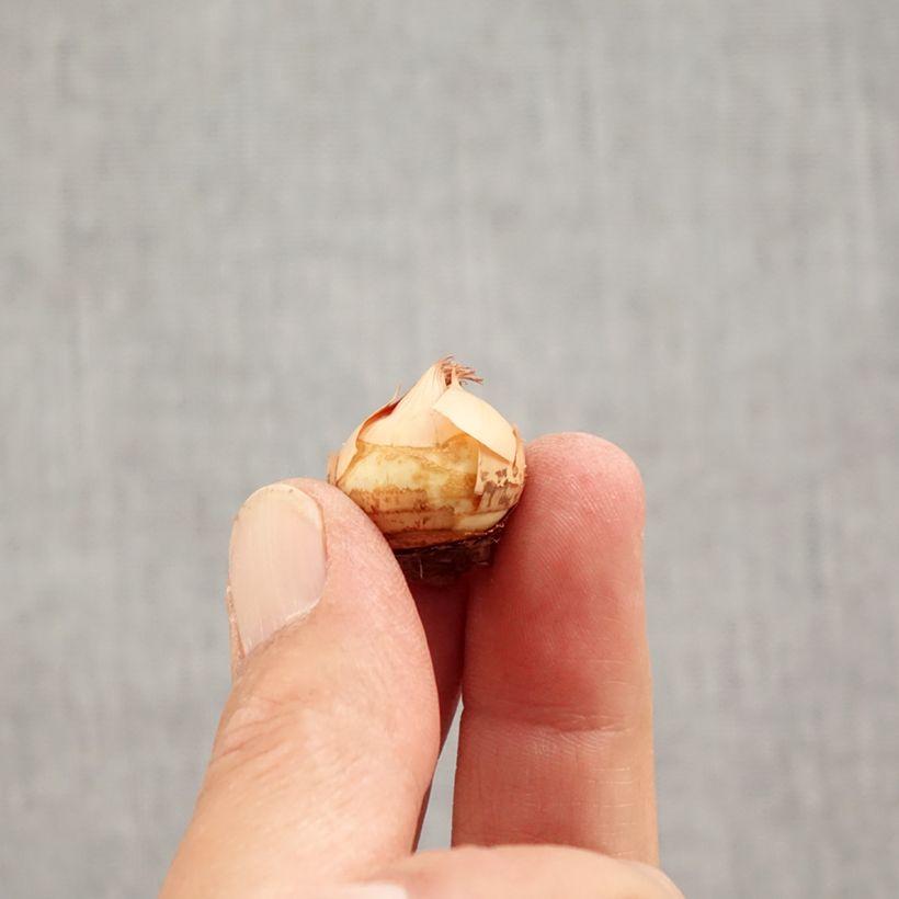 Esemplare di Crocus chrysanthus Fuscotinctus Bulbo taglia 6+ come consegnato in autunno