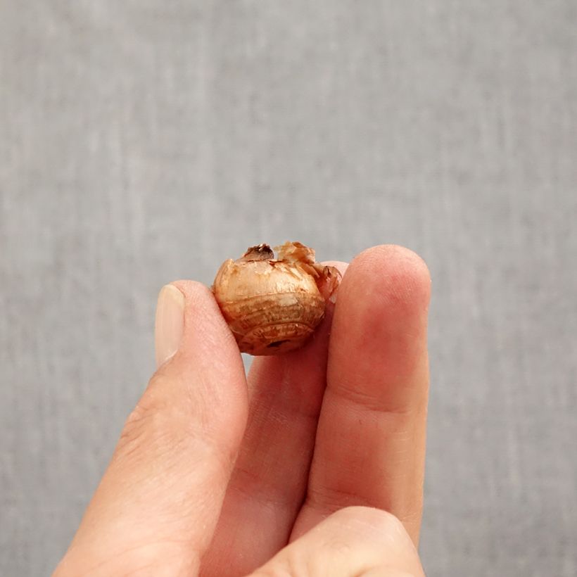 Esemplare di Crocus chrysanthus Gipsy Girl Bulbo taglia 5+ come consegnato in autunno