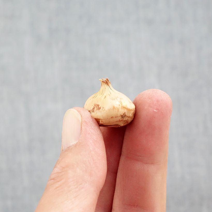 Esemplare di Crocus chrysanthus Snowbunting Bulbo taglia 5+ come consegnato in autunno