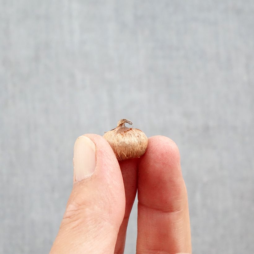Esemplare di Crocus imperati De Jager - Zafferano d'Imperato Bulbo taglia 5+ come consegnato in autunno