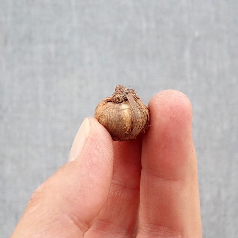 Esemplare di Crocus ligusticus - Zafferano ligure Bulbo taglia 5+ come consegnato in autunno