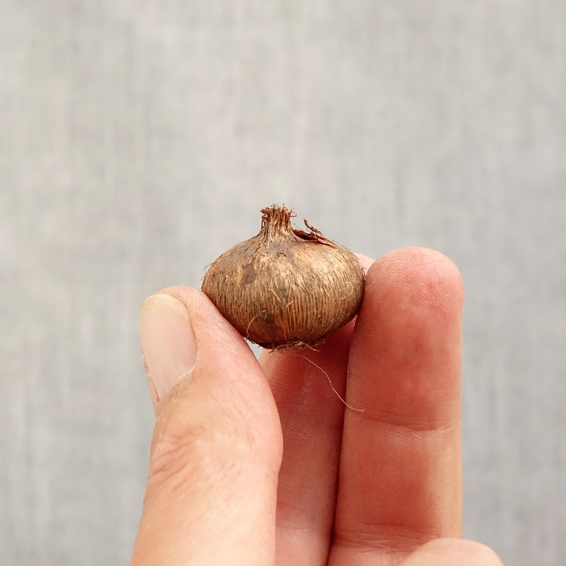 Esemplare di Crocus Flower Record - Croco Bulbo taglia 7 come consegnato in autunno