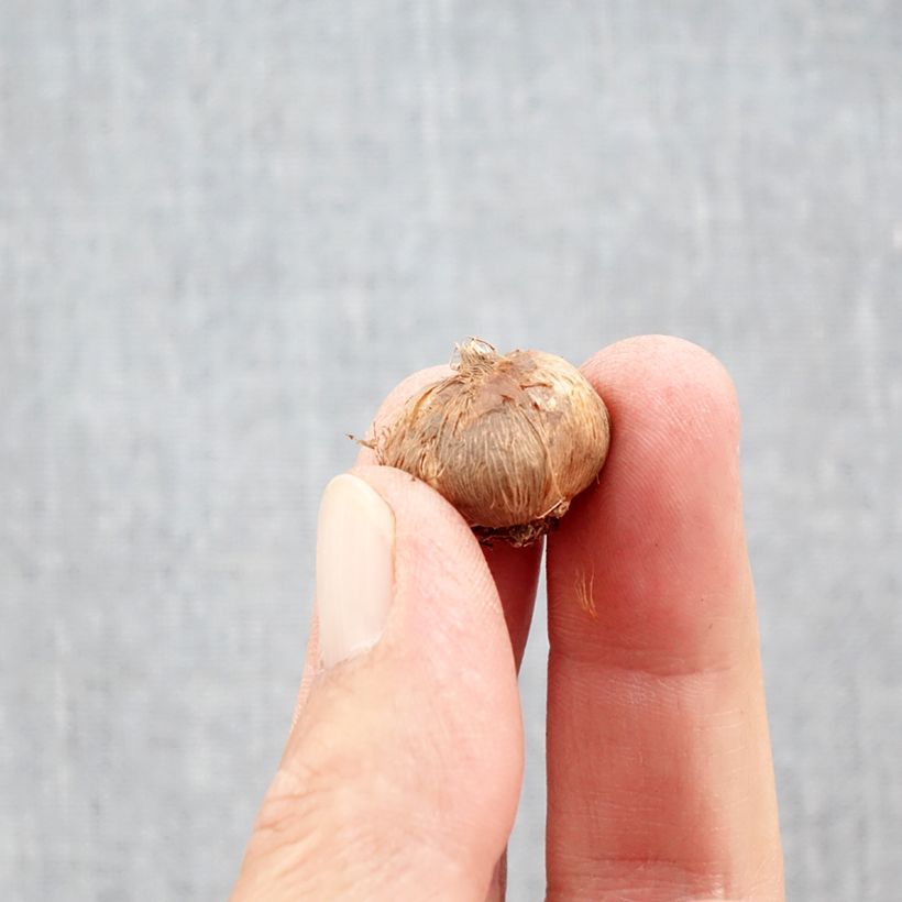 Esemplare di Crocus olivieri subsp. balansae Orange Monarch Bulbo taglia 5+ come consegnato in autunno