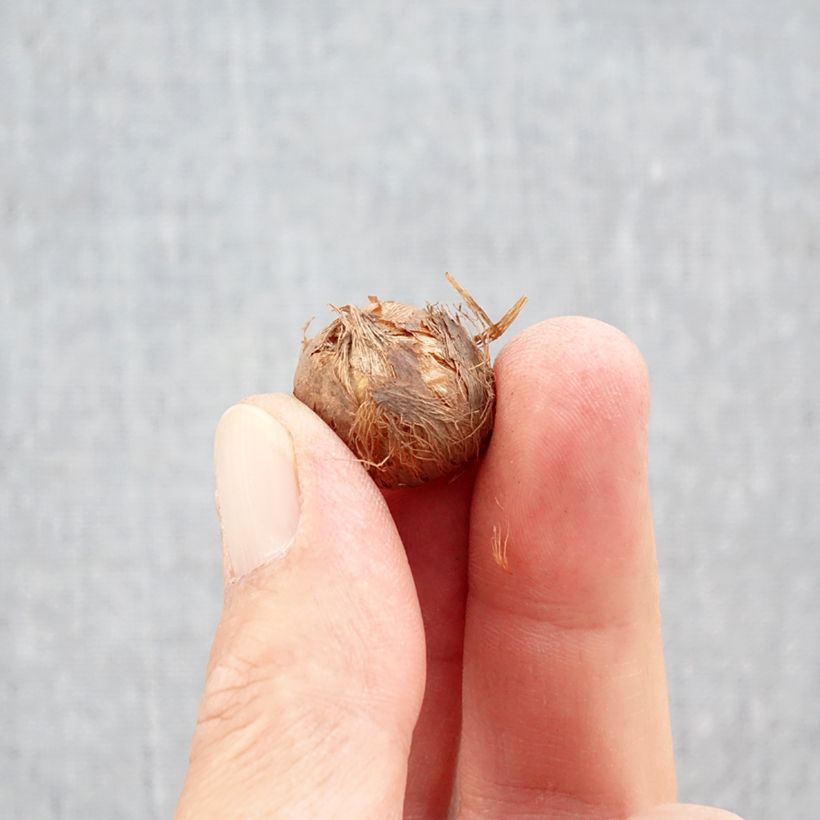 Esemplare di Crocus Prins Claus - Croco Bulbo taglia 5+ come consegnato in autunno