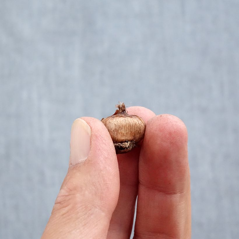 Esemplare di Crocus sieberi Firefly Bulbo taglia 5+ come consegnato in autunno