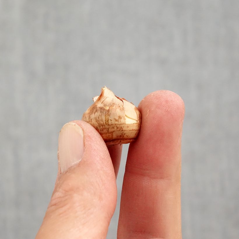 Esemplare di Crocus sieberi Tricolor Bulbo taglia 6+ come consegnato in autunno