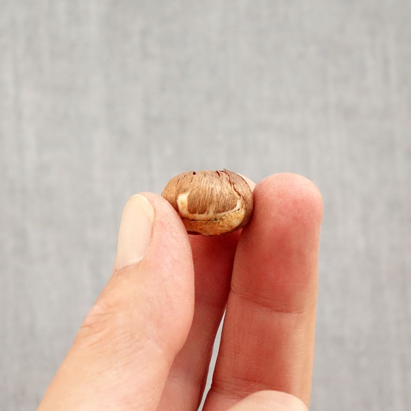 Esemplare di Crocus vernus Silver Coral - Croco Bulbo taglia 4+ come consegnato in autunno