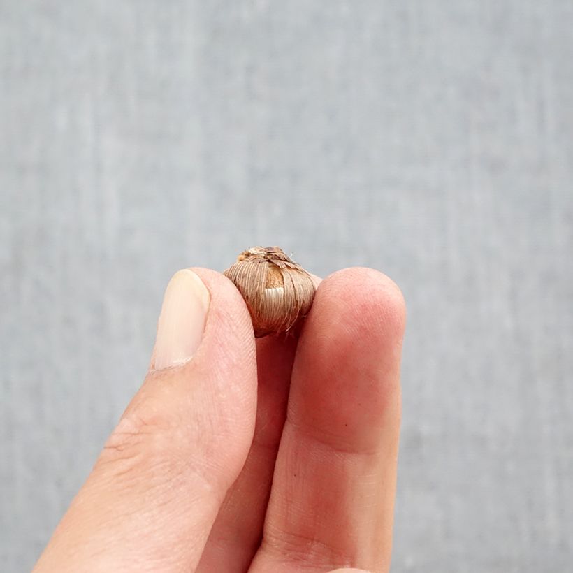 Esemplare di Crocus Stellaris - Croco Bulbo taglia 5+ come consegnato in autunno