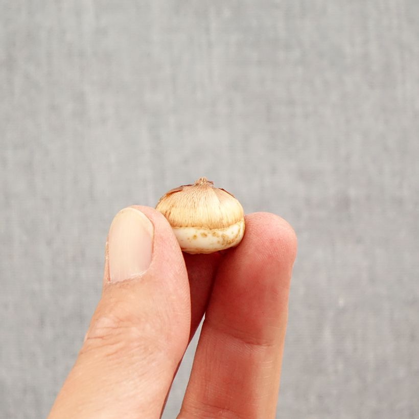 Esemplare di Crocus tommasinianus Blue Ocean Bulbo taglia 6+ come consegnato in autunno