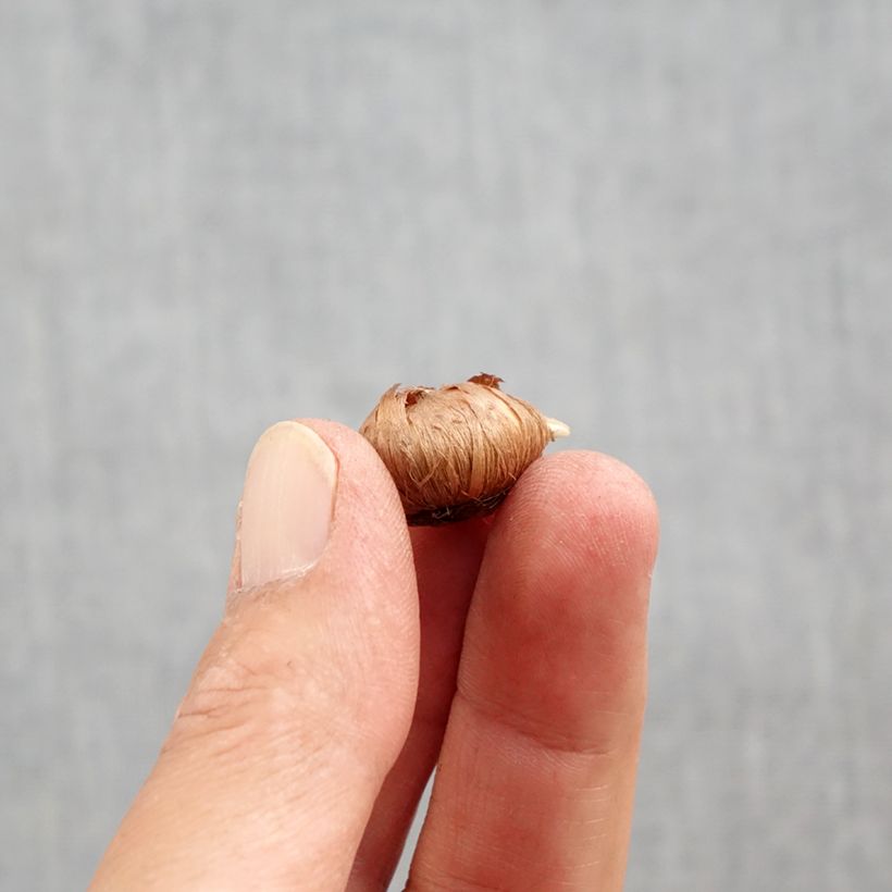 Esemplare di Crocus tommasinianus Ivory Princess Bulbo taglia 5+ come consegnato in autunno