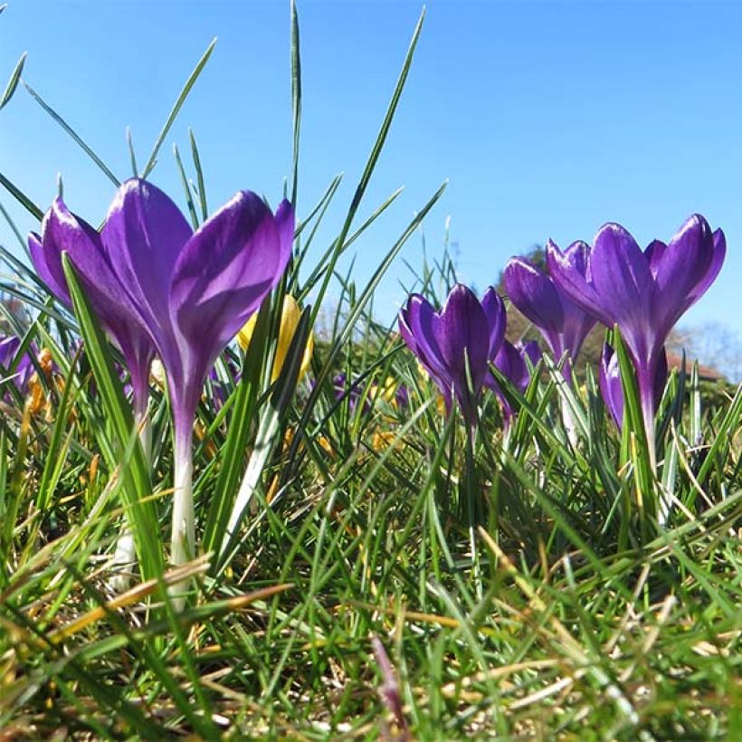 Crocus tommasinianus Ruby Giant (Porto)