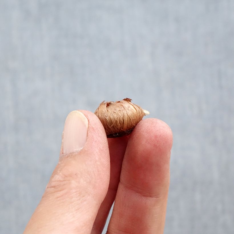 Esemplare di Crocus tommasinianus Ruby Giant Bulbo taglia 5+ come consegnato in autunno