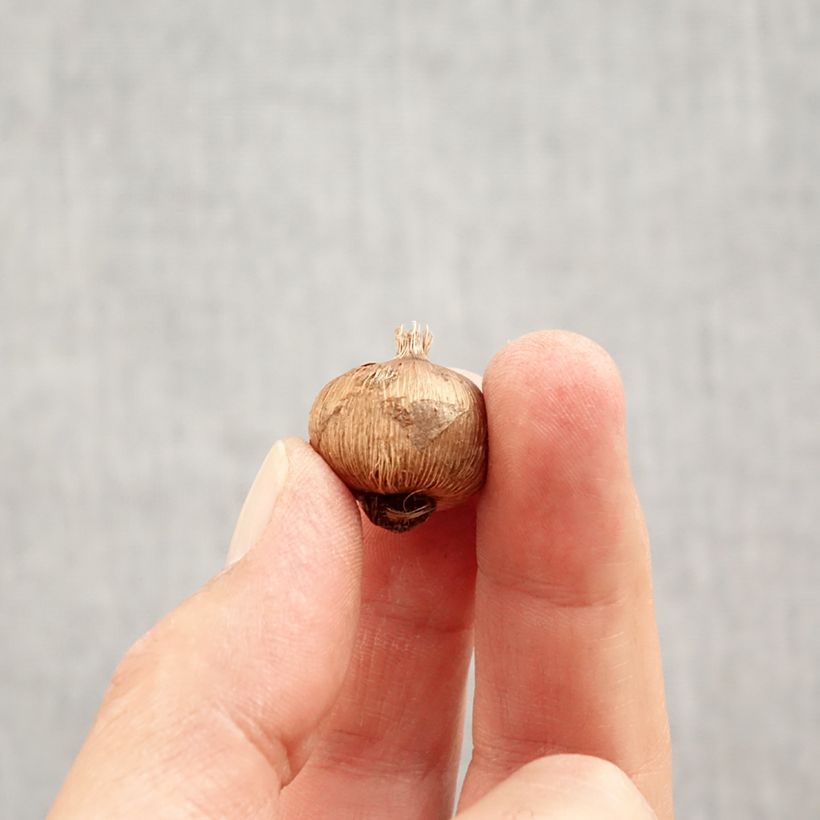 Esemplare di Crocus vernus subsp. albiflorus White - Croco Bulbo taglia I come consegnato in autunno