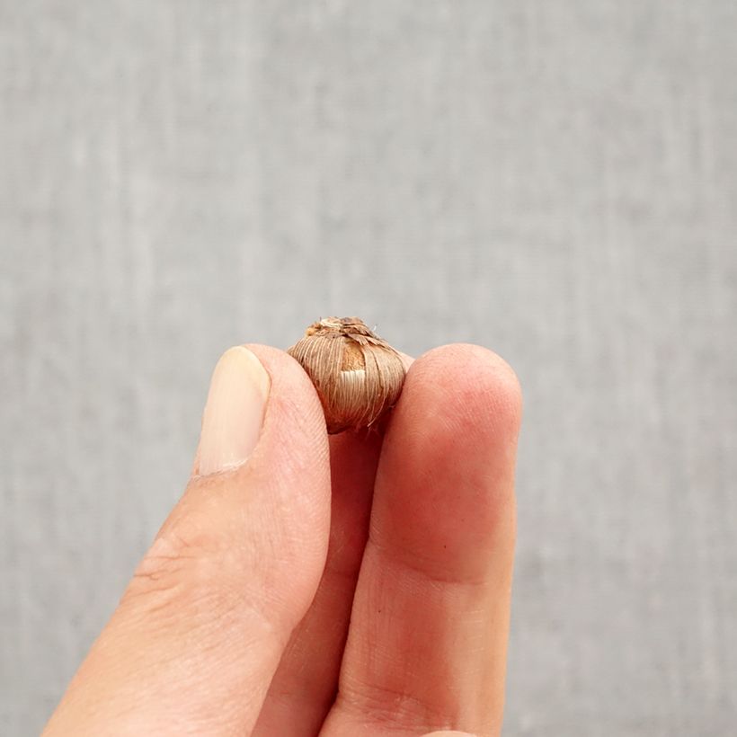 Esemplare di Crocus versicolor Picturatus Bulbo taglia 5+ come consegnato in autunno