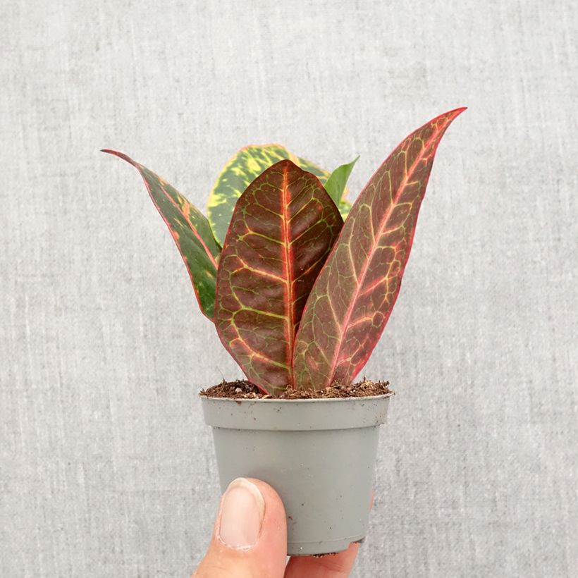 Codiaeum Petra - Croton Mini-plante esemplare consegnato in primavera
