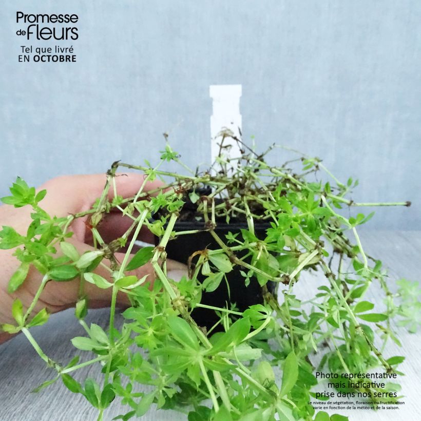 Esemplare di Phuopsis stylosa Vasetto da 8/9 cm come consegnato in autunno