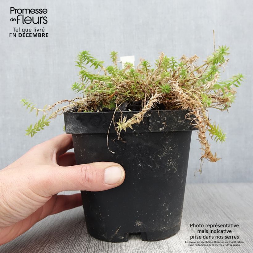 Esemplare di Phuopsis stylosa Vaso da 2L/3L come consegnato in autunno