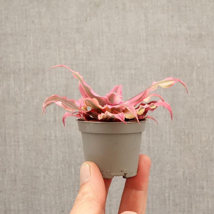 Cryptanthus Pink Star mini-pianta esemplare consegnato in primavera