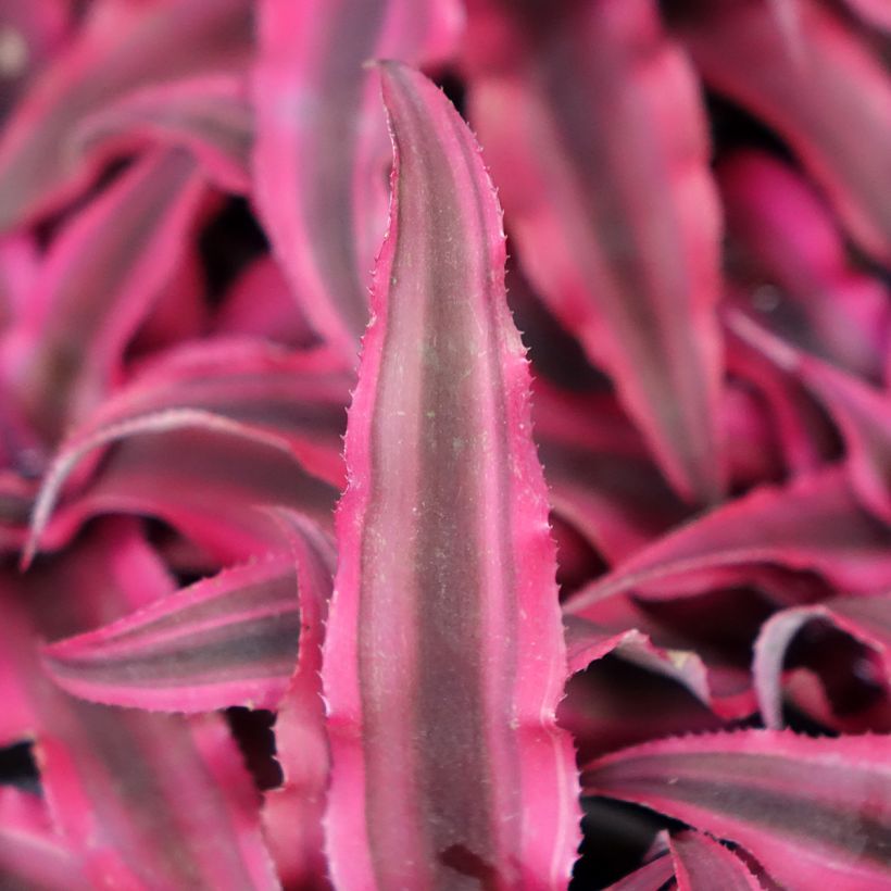 Cryptanthus Super Pink (Fogliame)