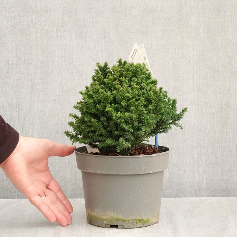 Esemplare di Cryptomeria japonica Compressa - Cedro del Giappone Vaso da 2L/3L come consegnato in autunno
