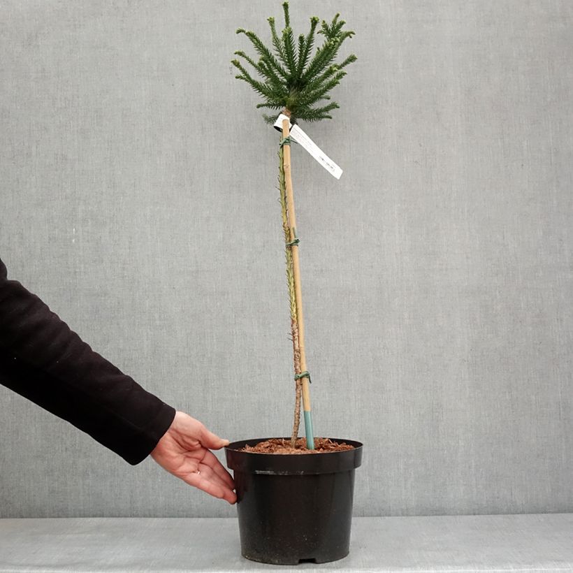 Cryptomeria japonica Dinger - Cedro del Giappone Vaso da 4L/5L esemplare consegnato in inverno